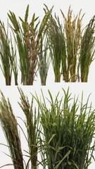 Paddy rice plant isolated on white background with clipping path included.