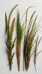 Wheat ears isolated on white background, top view, flat lay