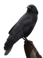 An american crow 