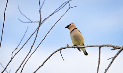 A cedar waxwing 