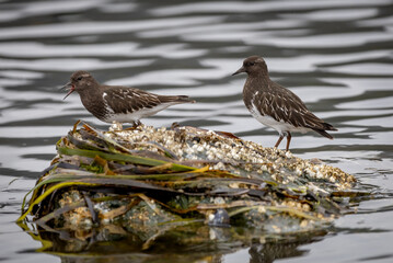 A pair of black turnstones 