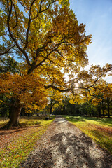 Naklejka premium Alte Eiche im Hebstlicht 