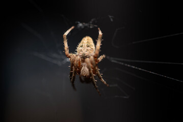 Golden Orb Weaver 