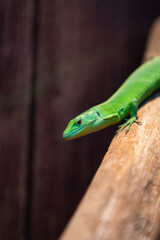 Fototapeta premium Green Keeled Bellied Lizard