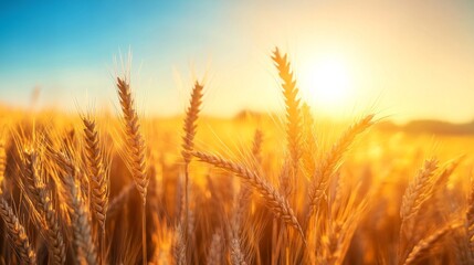 Naklejka premium Golden Wheat Stalks Bathed in Warm Sunset Light