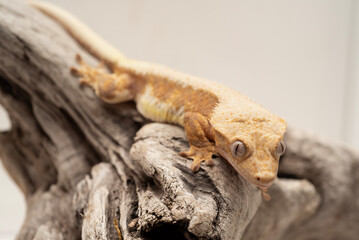 Crested Geckos 