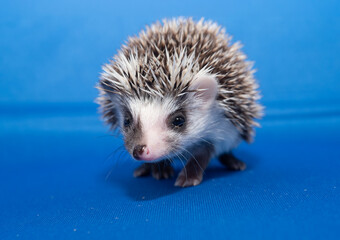Hedgehogs on a Blue Background 