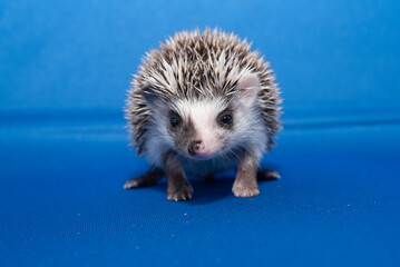Hedgehogs on a Blue Background 