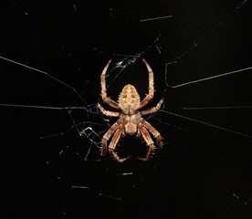 Golden Orb Weaver 