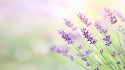 Obraz premium lavender flowers in focus against a sharp sky background