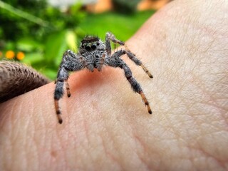 an emerald jumping spider on a hand in the garden