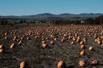 Champ de citrouilles