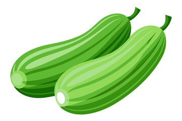 Two green squash on vector art illustration 