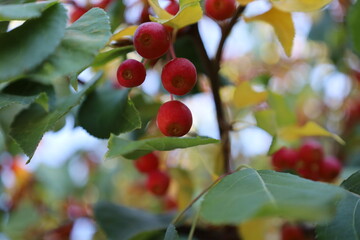 Berries in fall
