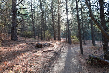 Morning in the forest