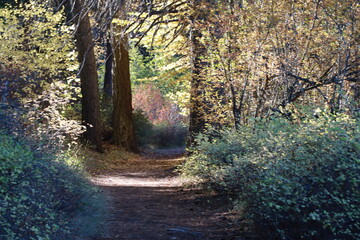 path in the forest