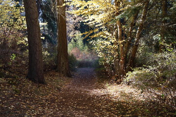 footpath in the woods