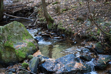 stream in the woods