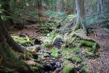 roots of a tree