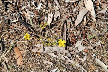 Silky Guinea-Flower (Hibbertia sericea) growing wild over leaf litter. Native Australian plant.