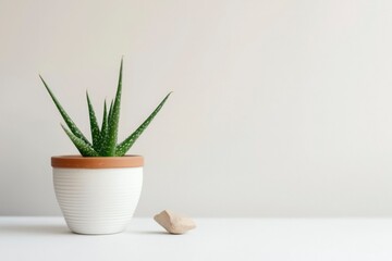 Fototapeta premium A potted aloe vera plant with a small stone on a white surface