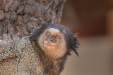 Brazilian Wildlife is very beautiful have many species with colorful variables. Are apes, lizards, mammals, felins, caimans, cats, bats, crabs, spiders, snakes and many others.