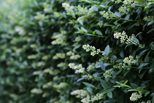 dense cluster of small white flowers and dark green lush foliage. concepts: floral aesthetics, beauty of natural ecosystems, nature articles and blogs, gardening, plant care, website background.