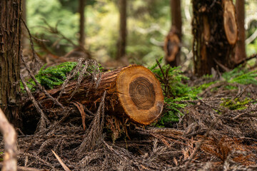 Fototapeta premium cut tree trunk