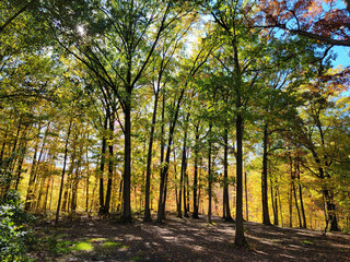 Autumn Disc golf at Royalton Ravine Disc Golf Course