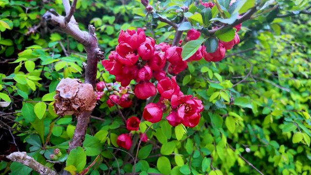 Red Flowers in the garden Blooming red flowers on a lush green shrub during early spring in a vibrant garden setting