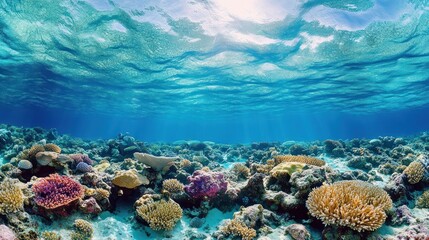 Underwater Coral Reef