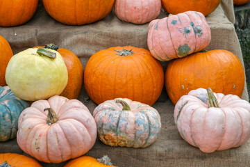 Close-up of different colored pumpkins on fabric, including pink and blue