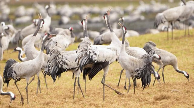 Large group of cranes (Grus grus) walking and eating, picking up food and sometimes jumping