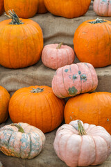 Mixed orange and pink pumpkins on burlap background. Vertical photo