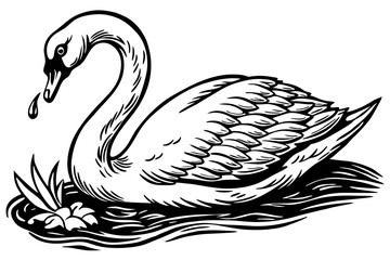  A swan is eating vector illustration 