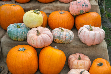Assorted pumpkins in orange, blue, and pink colors on natural fabric