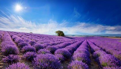 Obraz premium lavender field in region