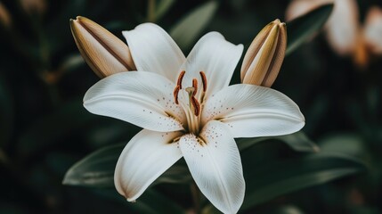 Fototapeta premium Elegant White Lily Blooming in a Garden Setting