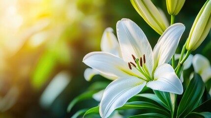Obraz premium Elegant White Lily Blooming in Natural Light