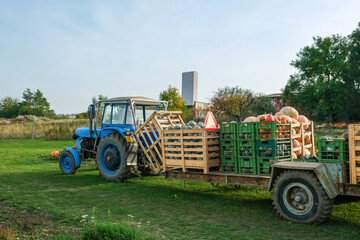 Farm tractor with crates of pumpkins in the field during autumn harvest