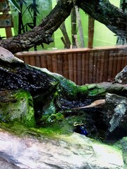 A very poisonous frog on a green stone