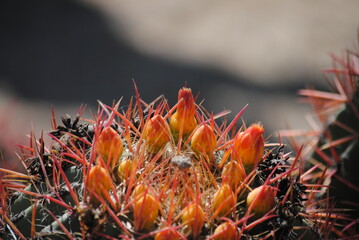 Spring in Tucson Arizona, Orange Flower Buds on Cactus