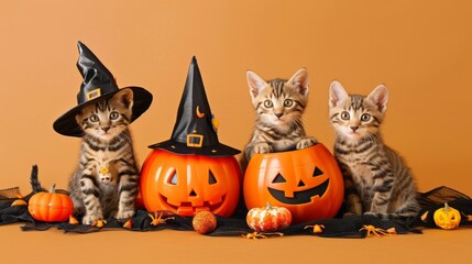Fototapeta premium Halloween decorations, pumpkins, Cats, kittens, animals, pets, cats, cats, cats, cats, domestic, isolated, kittens, pets, fall, holiday, night, orange, Moon, scary, celebration, lantern, vector, evil,