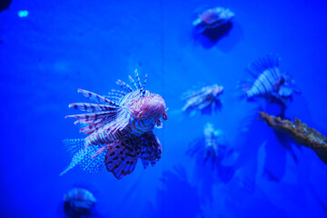 Pterois is a genus of venomous marine fish, commonly known as lionfish.