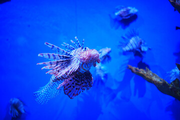 Pterois is a genus of venomous marine fish, commonly known as lionfish.