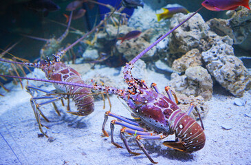 big spiny lobster  have two large antennae