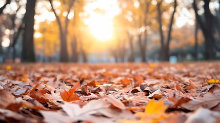 A low angle view of fallen autumn leaves on the ground with the sun shining through the trees in the background.