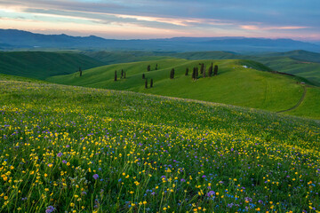 meadow in the mountains