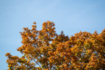 autumn leaves on sky
