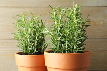 Rosemary plants growing in pots on wooden background, closeup. Aromatic herb